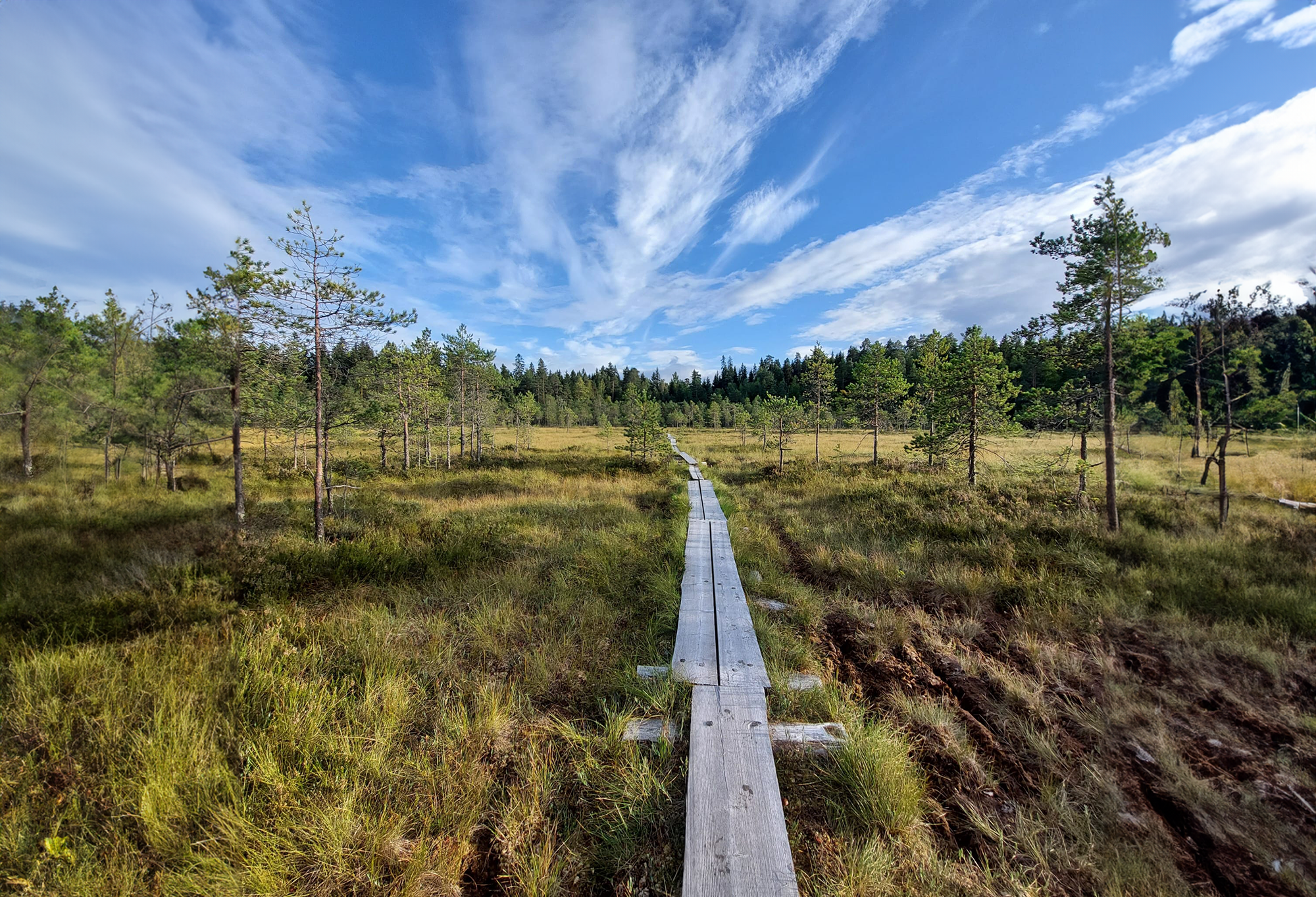 Puiset pitkospuut halkoo suomaisemaa.