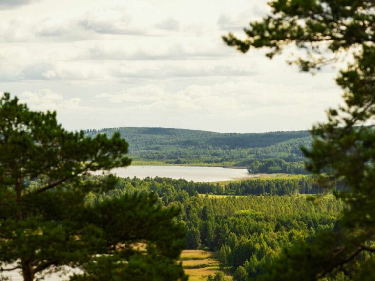 Kapatuosian näkötornista avautuva metsä ja järvimaisema.