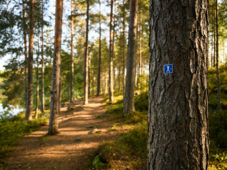 Polku, jonka varrella on männyn runkoon kiinnitetty sininen retkeilymerkki.